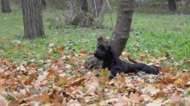 Kara Dev Schnauzer ormandaki düşen sarı yaprakların üzerinde dinleniyor. Köpek arka bacakları gerilmiş ve kuyruğunu sallayarak ağacın yanında uzanıyor. Ağır çekim. Kapat..