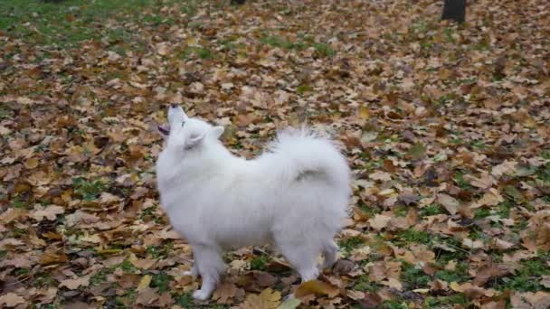 Vue latérale d'un chien Samoyed Spitz debout en pleine croissance dans un parc d'automne sur des feuilles tombées. Une feuille passe devant l'animal et elle aboie sur lui. Au ralenti. Gros plan. — Video