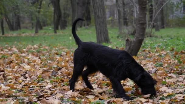 Giant Schnauzer hitam yang menawan untuk berjalan-jalan di taman musim gugur. Para sniffs hewan peliharaan diteriaki jatuh daun di tanah. Gerakan lambat. Tutup.. — Stok Video
