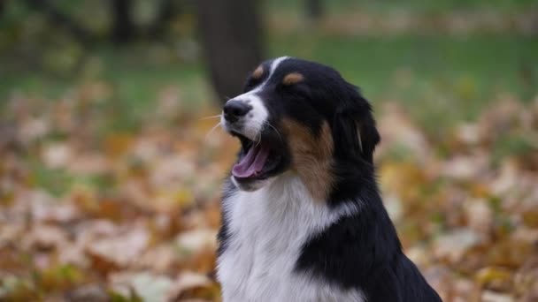 Portrait d'un Australien sur fond flou d'un parc d'automne et de feuilles tombées. Gros plan du museau d'un chien qui aboie et commence à bâiller. Mouvement lent. — Video