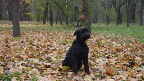 Czarny Riesenschnauzer siedzi na opadłych żółtych liściach w jesiennym lesie. Wykonuje polecenia poprawnie i zręcznie. Szkolenie psów i przygotowanie do wystaw. Zwolnij trochę. Zamknij się.. — Wideo stockowe