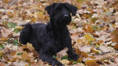 Sarı yaprakların üzerinde yatan siyah dev bir Schnauzer köpeğinin ön görüntüsü. Köpek ileriye bakıyor. Sonbahar parkında bir köpeğin portresi. Ağır çekim. Kapat..