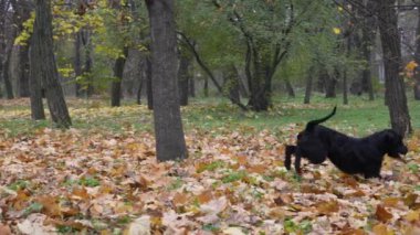 Köpek zıplar, kırmızı plakayı yakalamaya çalışır, ama başarısız olur. Düşen yapraklarla birlikte tabağı yerden kaldırıyor ve dişleriyle tutuyor. Ağır çekim. Kapat..