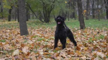 Mutlu bir evcil hayvan, mutlu bir şekilde kuyruğunu sallıyor. Sahibi ona kırmızı bir tabak fırlattı ve köpek onu yakalamak için yukarı fırladı. Ağır çekim. Kapat..