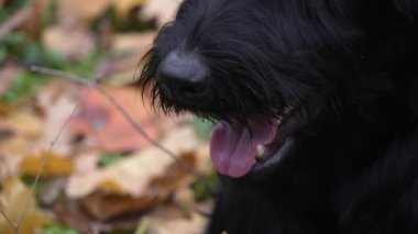Parktaki dev Schnauzer, sararmış yaprakların bulanık arka planına karşı. Köpeğin yüzünü kapayarak, siyah bir burunla ve hangi dişin ve dilin görülebileceği konusunda ağzını açarak. Yavaş çekim.
