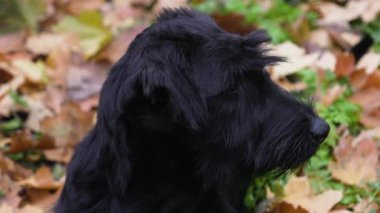 Kaba ve uzun saçlı siyah bir dev Schnauzer, dökülen yaprakların üzerinde yatıyor. Köpek başını çevirir ve kameraya bakar. Ağır çekim. Kapat..