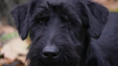 Sarı yaprakların bulanık arka planında dev bir Schnauzer köpeğinin yüzü. Bir köpeğin yakın portresi. Yavaş çekim.