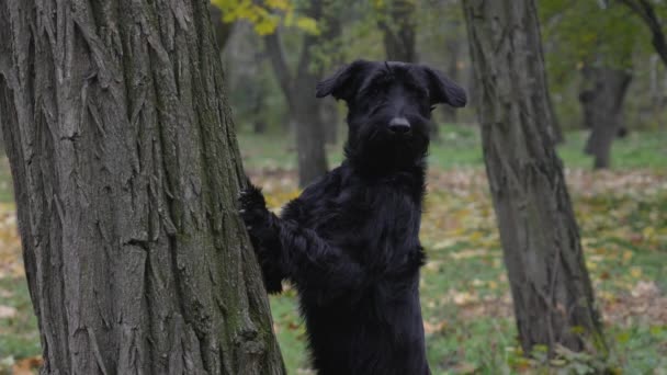 Černý obr Schnauzer stojí s předními tlapami na kmeni stromu v podzimním lese. Pára vychází ze psí tlamy, a den je studený. Zpomal. Zavřít. — Stock video