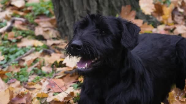 En svart jätte Schnauzer ligger på gulnade fallna blad i parken bredvid ett träd. Hunden höjde huvudet och ser framåt med en öppen mun, från vilken ånga kommer. Sakta i backarna. Närbild. — Stockvideo