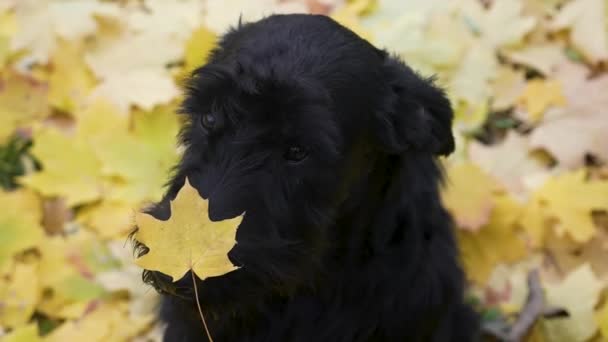 黄金の黄色の落ち葉の上に座っている黒いジャイアントシュノーザーのトップビュー。その犬は鼻にカエデの葉がある。黄金の秋の天気の美しさ。ポスター、カレンダーのアイデア。スローモーション。閉じろ!. — ストック動画