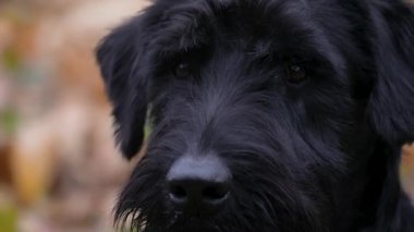 Saf siyah dev Schnauzer 'in portresi bulanık sarı bir arka planda. Köpeğin ağızlığını kapat. Hayvan kameraya bakar ve başını çevirir. Yavaş çekim.