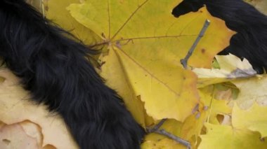Siyah bir dev Schnauzer altın sarısı yaprakların üzerinde uzanıyor. Bir köpeğin ön pençelerini kapayın. Kamera evcil hayvan patilerinden yüzüne doğru hareket ediyor, hayvanın burnunda bir akçaağaç yaprağı var. Yavaş çekim.