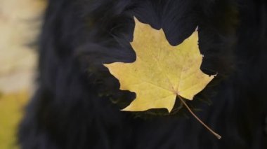 Sarı yaprakların bulanık arka planında dev bir Schnauzer köpeğinin yüzü. Üzerine altın bir yaprak düşen bir köpeğin burnunu kapat. Yavaş çekim.