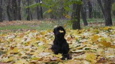 Dost canlısı bir dev Schnauzer sonbahar parkında burnunda bir akçaağaç yaprağı ile yatar. Altın sarısı yapraklar evcil hayvanın üstüne düşer. Sonbahar yaprakları dökülüyor. Ağır çekim. Kapat..