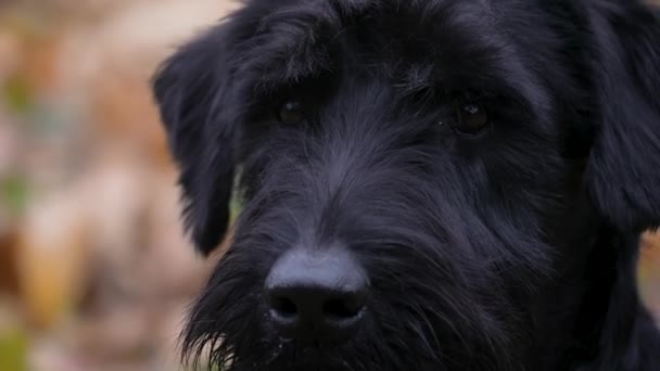 Retrato de un gigante negro de pura raza Schnauzer sobre un fondo borroso de follaje amarillo. El primer plano del hocico para perros. La mascota mira a la cámara y gira la cabeza. Movimiento lento. — Vídeo de stock