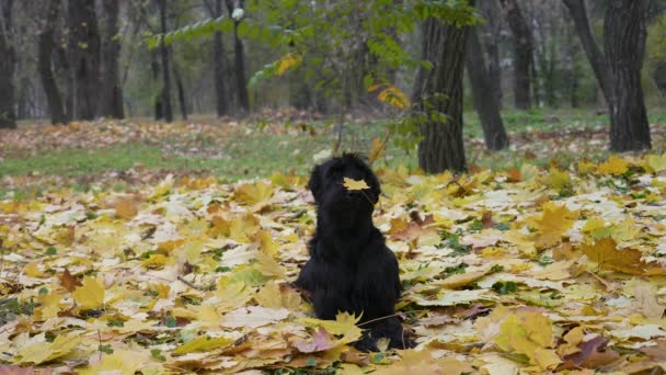 Un simpático Schnauzer gigante se encuentra con una hoja de arce en la nariz en un parque de otoño. El follaje amarillo dorado cae encima de la mascota. Otoño caída de la hoja. En cámara lenta. De cerca.. — Vídeo de stock