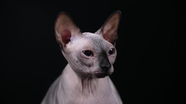 Retrato de un gato de pura raza de la Esfinge Canadiense en el estudio sobre un fondo de granja. El primer plano de una cara arrugada de gato. Movimiento lento. — Vídeos de Stock