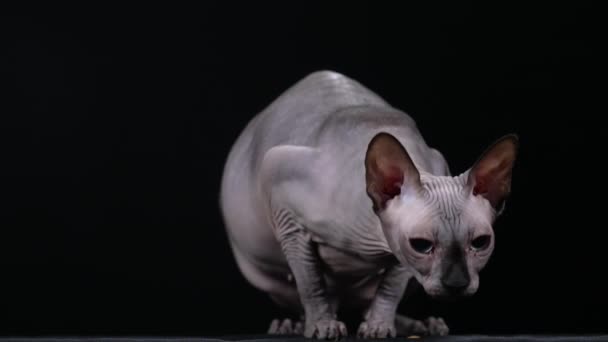 Una esfinge canadiense gris come comida que ha sido dispersada. Mascota en el estudio sobre un fondo negro. Estimado favorito para su publicidad sobre productos para animales. En cámara lenta. De cerca.. — Vídeo de stock