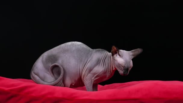 Vista lateral de una esfinge canadiense gris en el estudio sobre un fondo negro. El gato se sienta en una manta roja y come comida. Concepto dieta y alimentación animal doméstico. En cámara lenta. De cerca.. — Vídeos de Stock