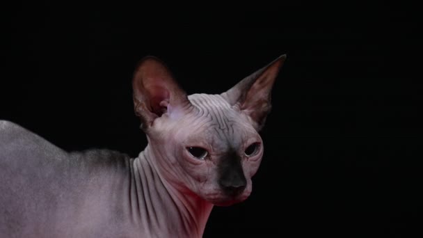 An adult cat of the Canadian Sphynx breed falls asleep on the go from fatigue. Pet in the studio on a black background. Side view. Slow motion. Close up. — Stock Video