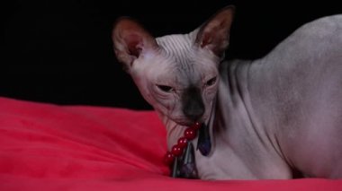 Kanadalı bir Sphynx, stüdyoda kırmızı bir battaniyenin üzerinde siyah bir arka planda yatıyor. Boynunda kırmızı boncuklar ve siyah taşlardan oluşan bir kolye olan bir köpeğin yüzünü kapatın. Yavaş çekim.