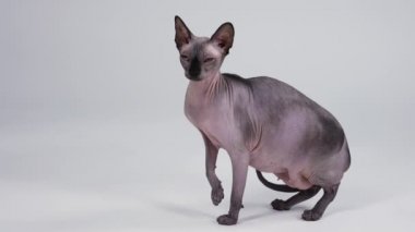 Kanadalı Sphynx cinsinin kedisi stüdyoda gri bir arka planda poz veriyor. Evcil hayvan sağ pençesi havada durur, onu indirir ve yana döner. Ağır çekim. Kapat..