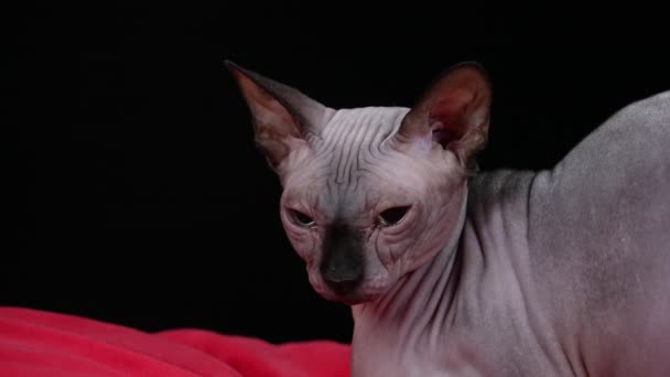 A sleepy, tired Canadian Sphynx lies on a red blanket in the studio against a black background. The pet looks at the camera and blinks. Close up of a cats muzzle. Side view. Slow motion. Close up. — Stock Video