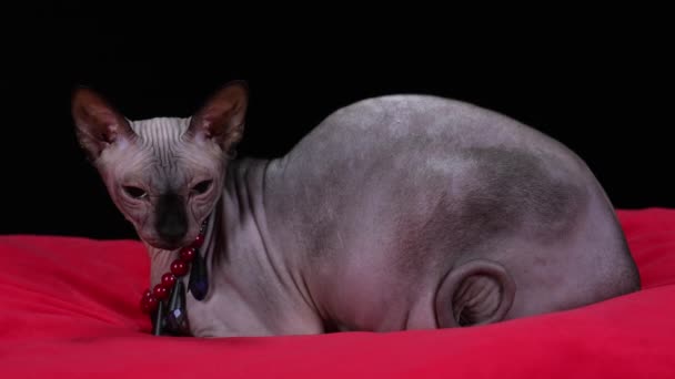 Side view of a canadian sphinx lying on a red blanket in the studio on a black background. The stylish pet wears a necklace consisting of red beads and black stones. Slow motion. Close up. — Stock Video