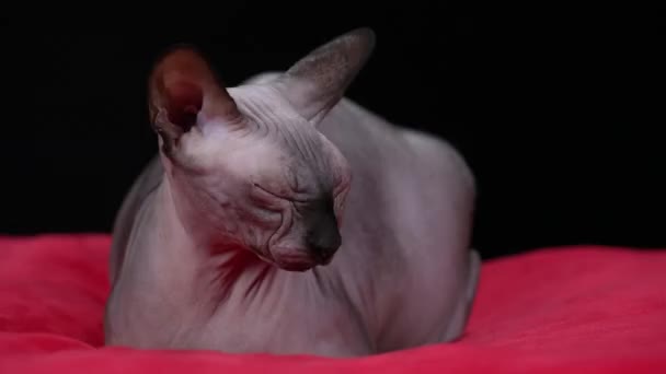 Vue de face d'un sphinx canadien couché sur une couverture rouge en studio sur un fond noir. Le chat est alarmant, il ouvre grand les yeux et agite les oreilles pointues, écoutant. Au ralenti. Gros plan. — Video