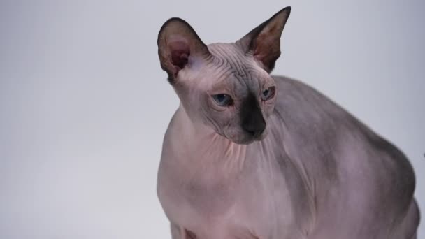 Profile portrait of a bald cat of the Canadian Sphynx breed in the studio on a gray background. The pet stretches its neck up and looks forward. Slow motion. Close up. — Stock Video