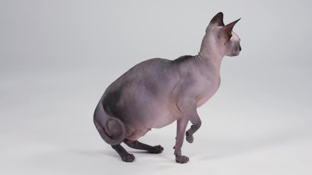 Kopasz telivér kanadai Szfinx a stúdióban, szürke háttérrel. A macska teljes növekedésben áll, felemelt jobb mancsával. Oldalnézetből. Lassú mozgás. Közelről.. — Stock videók