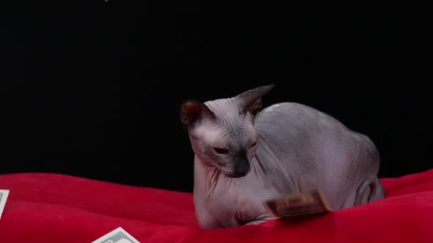 La Esfinge Canadiense yace sobre una manta roja en el estudio sobre un fondo negro. El dinero se derrama sobre el gato desconcertado desde arriba. Riqueza inesperada. En cámara lenta. De cerca.. — Vídeos de Stock