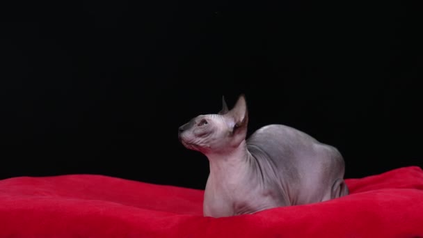De Canadese Sphynx ligt op een rode deken in de studio op een zwarte achtergrond. Het geld stroomt van boven op de kat. Onverwachte rijkdom. Langzame beweging. Sluiten.. — Stockvideo