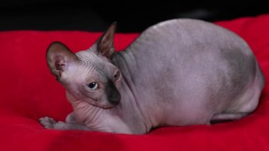 Stüdyoda siyah arka planda kırmızı bir battaniyenin üzerinde uzanan Kanadalı bir sfenksin yan görüntüsü. Kedi başını çevirir ve dudaklarını yalar. Ağır çekim. Kapat..