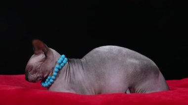 Kanadalı Sphynx cinsinin stil sahibi kedisi siyah arka planda stüdyoda. Boynunda mavi boncuklu kolyeyle kırmızı bir battaniyeye uzanmış bir kedi. Ağır çekim. Kapat..