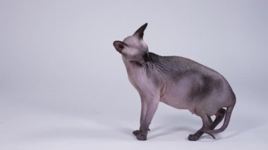 Kanada Sphynx 'i gri arka planda stüdyoda poz veriyor. Evcil hayvan büyümüş, dudaklarını yalıyor ve zarif bir yürüyüşle ayrılıyor. Ağır çekim. Kapat..