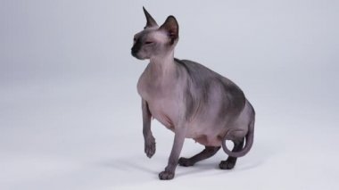 Kanadalı Sphynx cinsinin kedisi stüdyoda gri bir arka planda poz veriyor. Evcil hayvan sağ pençesi havada durur, onu indirir, ön pençelerini çaprazlar. Ağır çekim. Kapat..