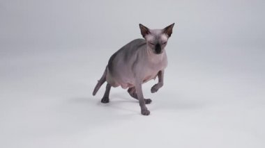 Kanadalı Sphynx 'in ön görüntüsü. Stüdyonun sağ pençesi gri bir arka planda duruyor. Kedi patisini indirir ve geri döner. Ağır çekim. Kapat..