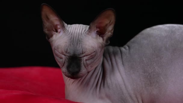 Portrait of a canadian sphinx lying on a red blanket indoors against a black background. The cat opens and closes his eyes in slow motion. Close up. — Stock Video