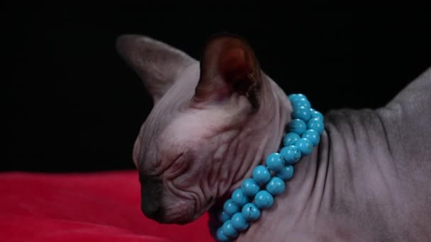 Stylish cat з канадської породи Sphynx в студії на чорному тлі. Бічний вид на кота з намистом синіх намистин навколо шиї лежить на червоній ковдрі. Закрийся. Повільний рух. — стокове відео