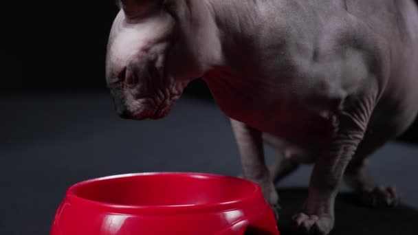 Jídlo kanadské sfingy ve studiu na černém pozadí. Domácí mazlíček jí krmivo ze svého červeného talíře. Vážení oblíbení pro vaši reklamu na produkty pro zvířata. Zpomal. Zavřít. — Stock video