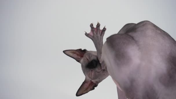 Bageste billede af en racerene Sphynx i studiet på en grå baggrund. Kæledyret vender hovedet og slikker sin bagpote. Langsom bevægelse. Tæt på. – Stock-video