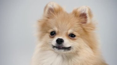 Anlamlı boncuk gözlü cüce bir Pomeranian portresi. Stüdyoda gri bir arka planda bir hayvan poz veriyor, dalgın bir köpeğin ağızlık ağzını kapatıyor ve hafifçe gülümsüyor. Yavaş çekim.