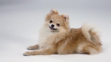 Dwarf Pomeranian Spitz stüdyoda gri bir arka planda yatıyor. Hayvan kameraya bakar, esner ve başını çevirir. Metnin ve tasarımın için arka plan. Ağır çekim. Kapat..