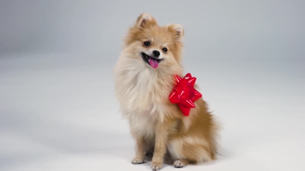 Vista lateral de un encantador enano Pomeranian Spitz de color rojo, sentado y sonriendo sobre un fondo gris en el estudio. Un lazo de regalo rojo se une al lado de las mascotas. En cámara lenta. De cerca.. — Vídeos de Stock