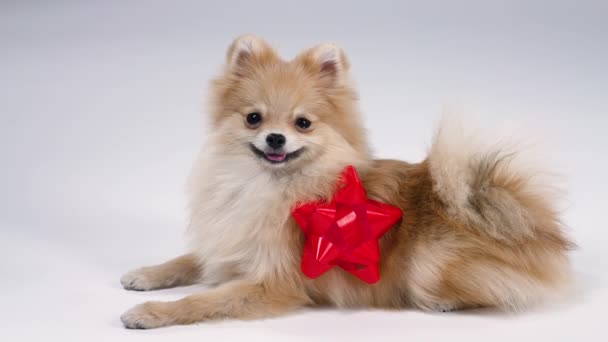 Um anão engraçado Pomeranian Spitz com um laço de presente vermelho no lado encontra-se no estúdio em um fundo cinza. O animal de estimação satisfeito sorri. Novo membro bonito da família. Movimento lento. Fechar. — Vídeo de Stock