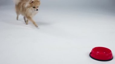Aç bir cüce Pomeranya tükürüğü kırmızı tabağına doğru koşar ve lezzetli hayvan maması yemeye başlar. Stüdyoda gri arka planda bir köpek var. Hayvan diyeti ve beslenme konsepti. Ağır çekim. Kapat..