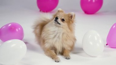Pigme Pomeranian Spitz, pembe ve beyaz balonlarla çevrili gri bir arka planda stüdyoda yatıyor. Hayvan başını kaldırdı ve dikkatle bir şeyi inceliyor. Ağır çekim. Kapat..