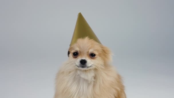 Retrato frontal de um spitz pigmeu engraçado no estúdio em um fundo cinza. O cão senta-se com um boné festivo dourado em sua cabeça, sob o qual suas orelhas estão escondidas. Feliz Aniversário. Movimento lento. Fechar. — Vídeo de Stock