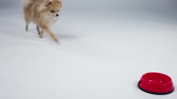 空腹のピグミー・ポメラニアン・スピッツは彼の赤いプレートまで走り、おいしい動物性食品を食べ始めます。灰色の背景のスタジオで犬。ペットの食事と給餌の概念。スローモーション。閉じろ!. — ストック動画